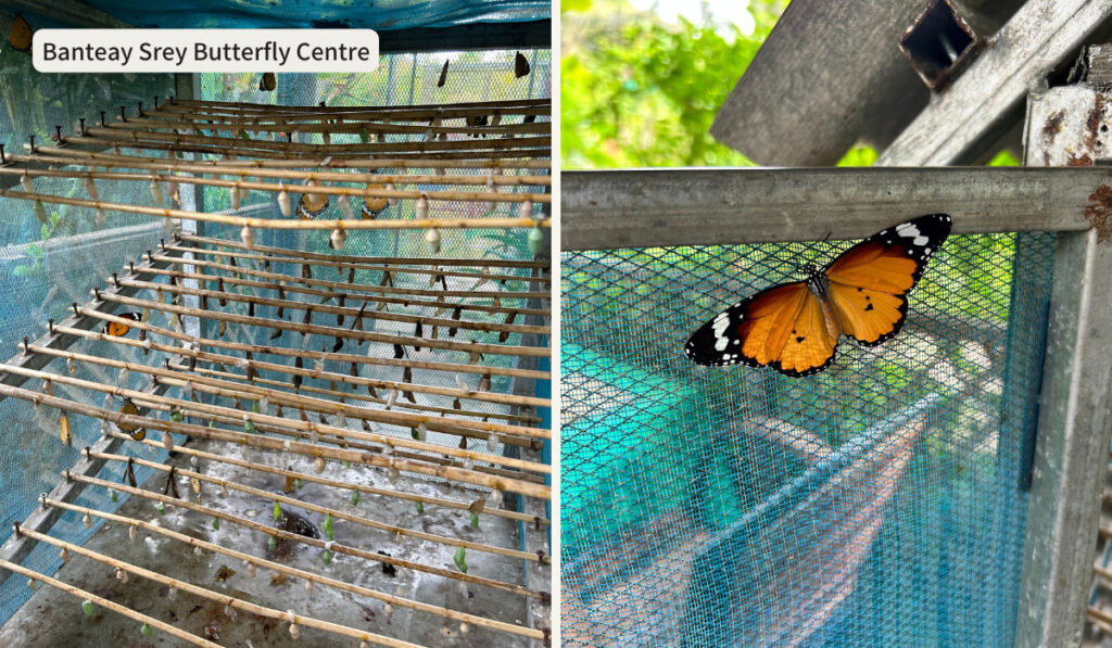 Banteay Srey Butterfly Centre（BBC）