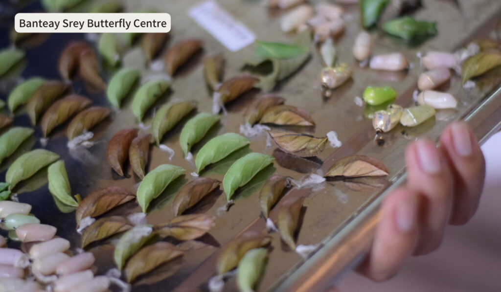 Banteay Srey Butterfly Centre（BBC）
