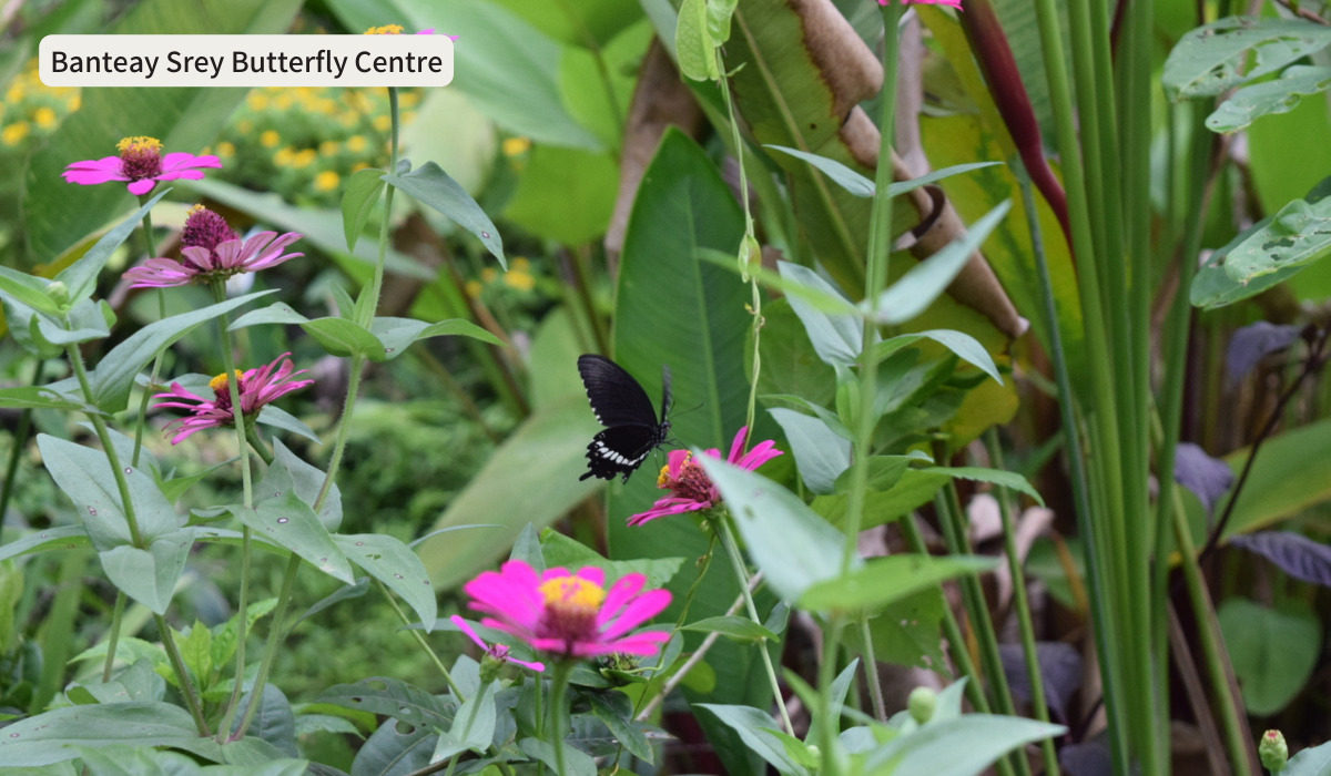 バタフライ・センター｜色とりどりの蝶と花を鑑賞できる自然体験施設！ CAMBODIA NOTE