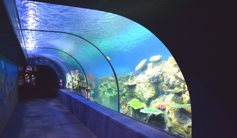 海洋エリアのトンネル型水槽
