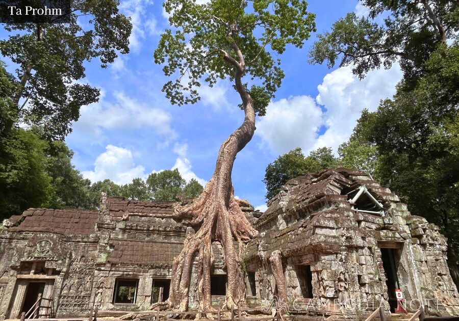 巨大樹が遺跡に絡みつく姿が印象的な「タ・プローム寺院」