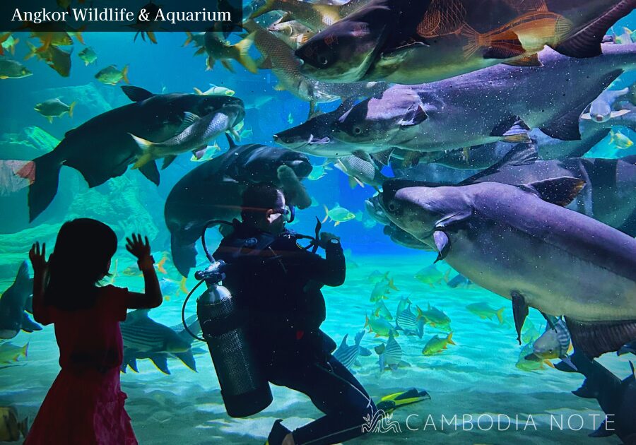シェムリアップ郊外のアンコール水族館で熱帯魚を眺める訪問客の観光風景