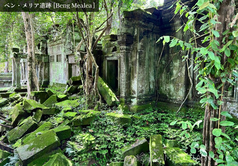 密林に覆われたベンメリア遺跡の崩壊した回廊と絡みつく樹木の根