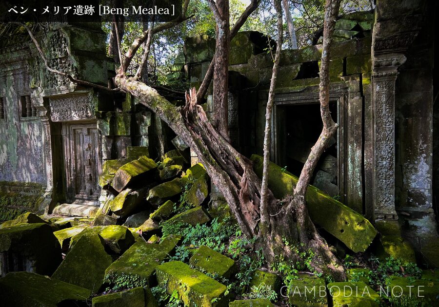 密林に覆われたベンメリア遺跡の崩壊した回廊と絡みつく樹木の根