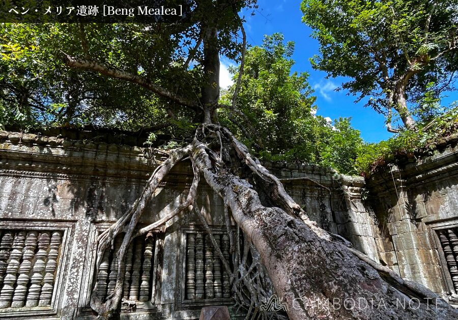 巨大な樹木の根に包まれた石塔|自然と一体化したベンメリア遺跡の象徴