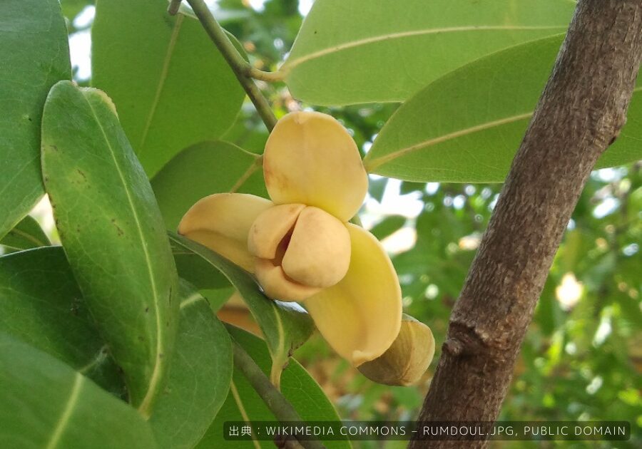 カンボジアの国花ロムドゥオルの花。白く可憐な花びらと甘い香りで知られる、平和と美の象徴。