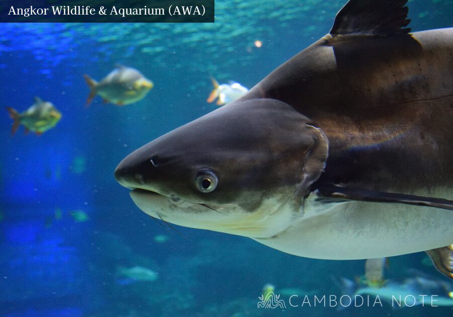 トンレサップ湖に生息する巨大淡水魚・メコンオオナマズが泳ぐ水槽展示の様子