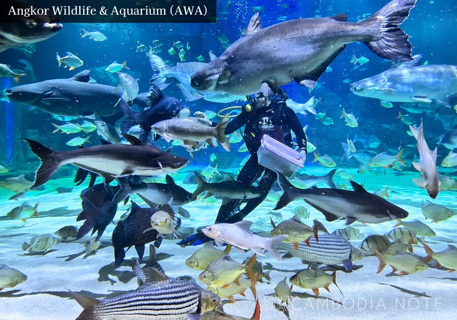 トンレサップ湖に生息する巨大淡水魚・メコンオオナマズが泳ぐ水槽展示の様子