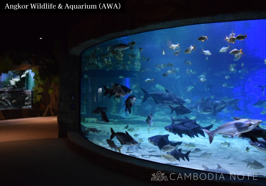 トンレサップ湖に生息する巨大淡水魚・メコンオオナマズが泳ぐ水槽展示の様子