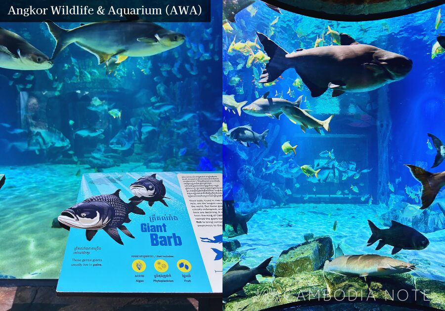 トンレサップ湖に生息する巨大淡水魚・メコンオオナマズが泳ぐ水槽展示の様子