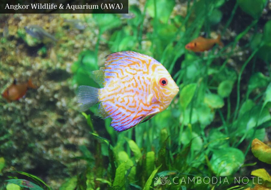 Angkor Wildlife & Aquariumの水槽