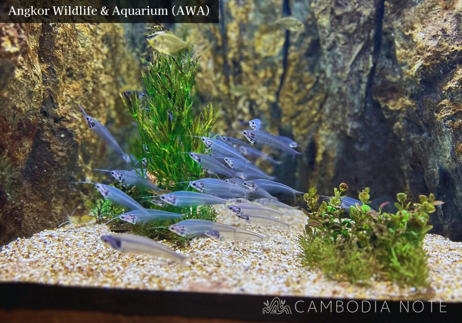 Angkor Wildlife & Aquariumの水槽