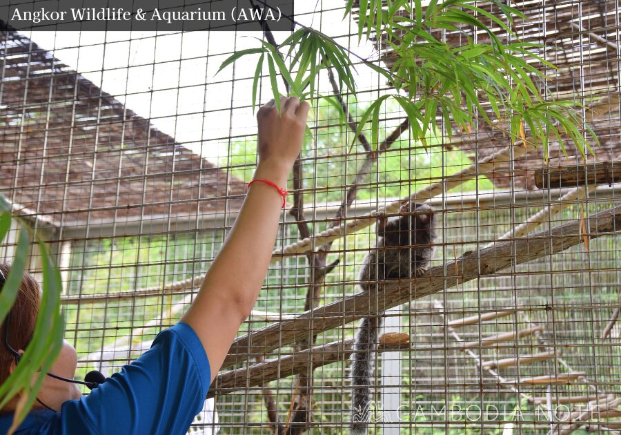 Angkor Wildlife & AquariumのRiver Monster Lectureで英語ガイドが解説している場面