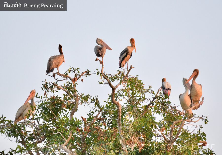 Boeng Pearaingで観察できる渡り鳥の群れ シェムリアップの野鳥の楽園の風景