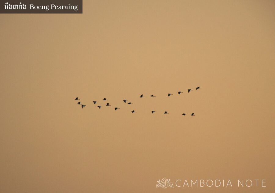 Boeng Pearaingで観察できる渡り鳥の群れ シェムリアップの野鳥の楽園の風景