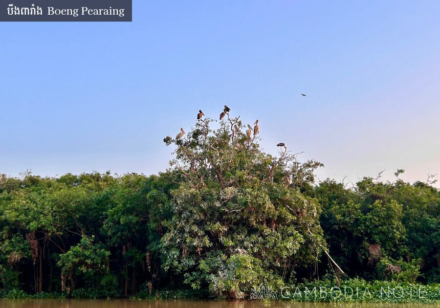 Boeng Pearaingで観察できる渡り鳥の群れ シェムリアップの野鳥の楽園の風景